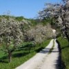 kozjanski_park_jabke.jpg