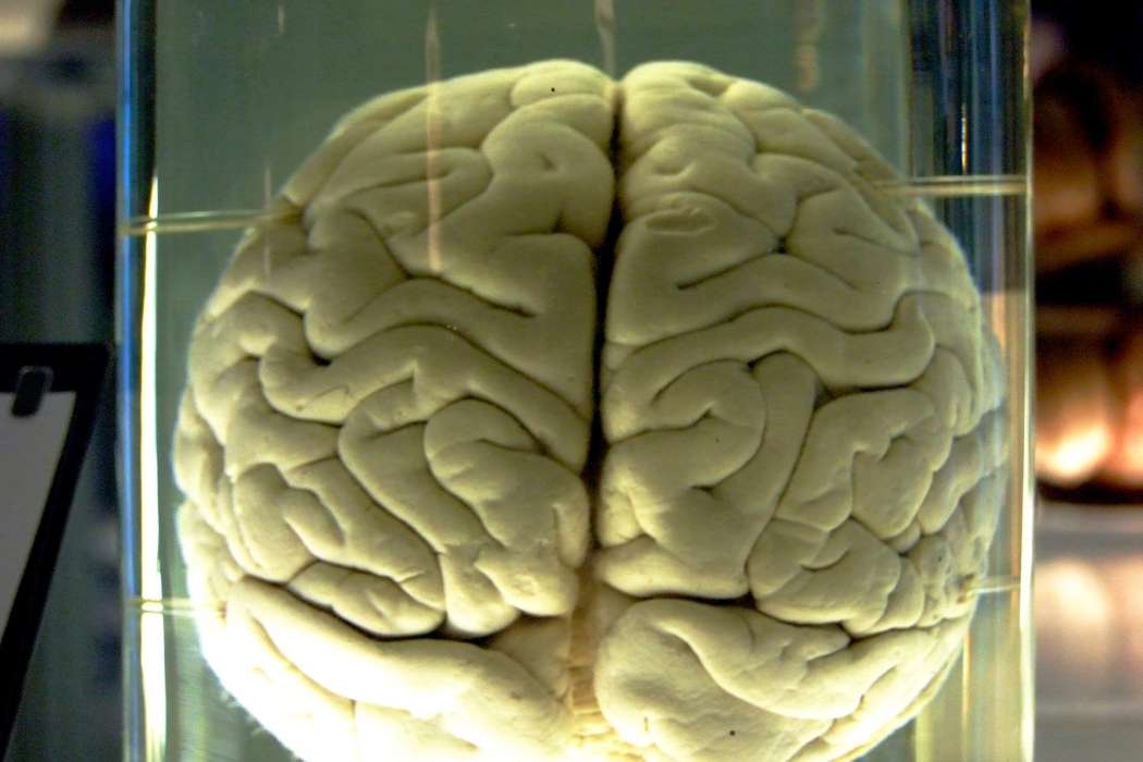 možgani