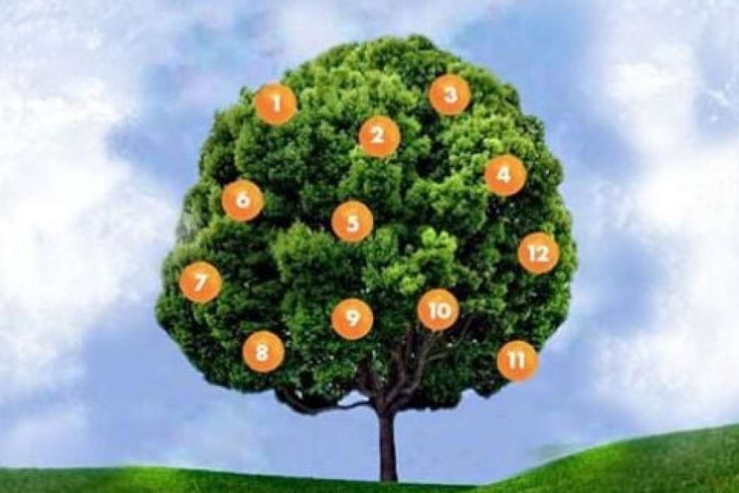 drevo želja števila