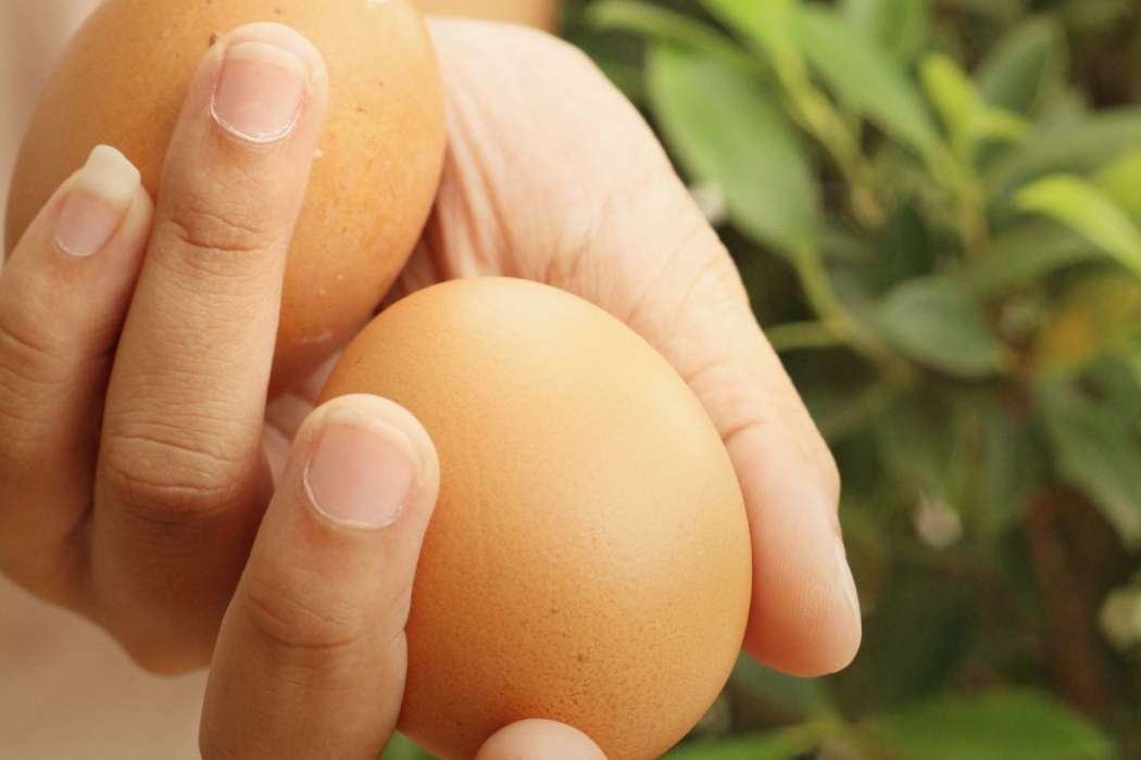 jajca v rokah
