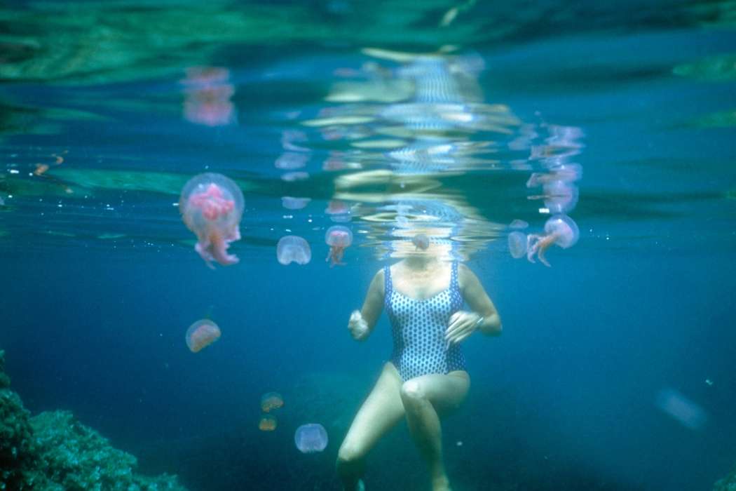 meduza, meduze, plavalka, morje