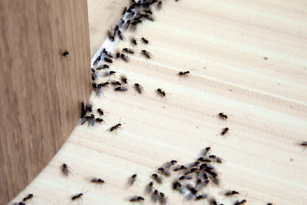 mravlje 1