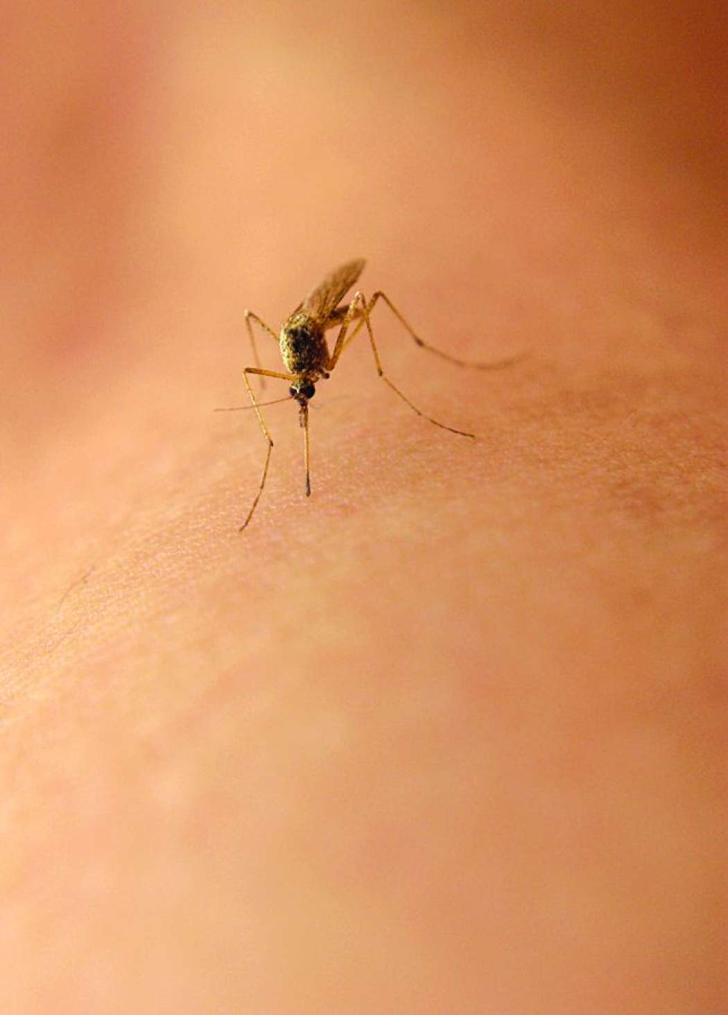 Kako se rešiti komarjev