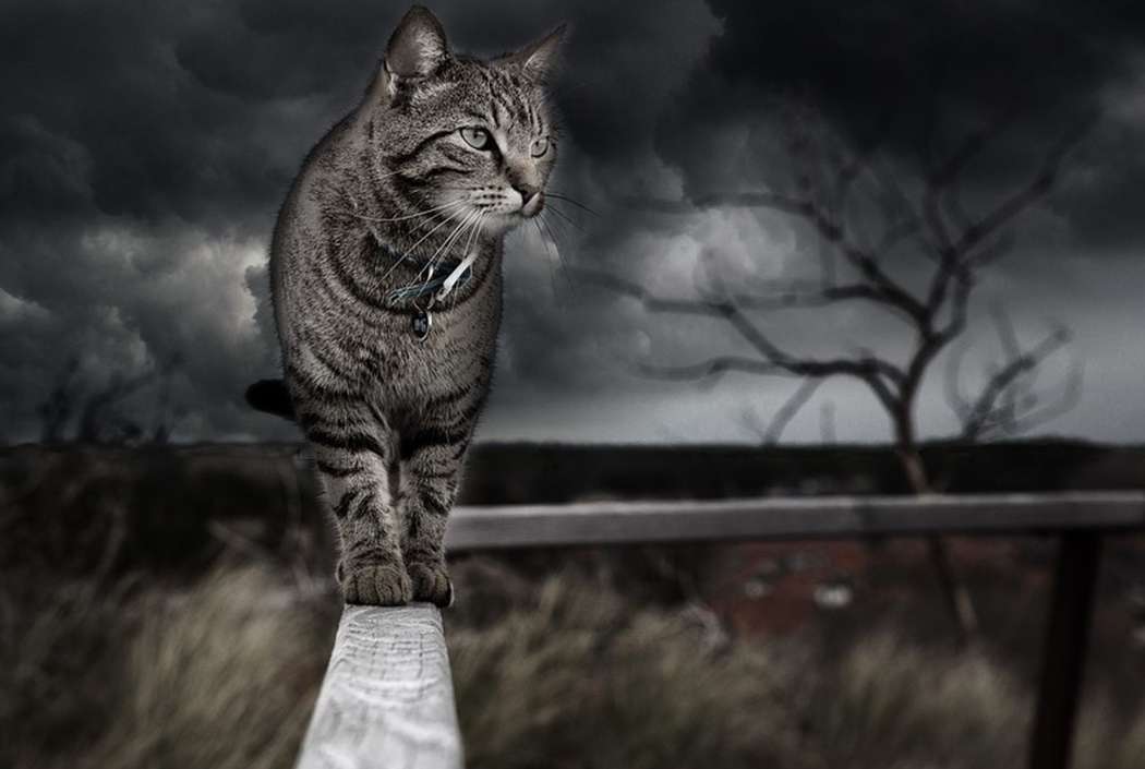 mačka smrt sivina