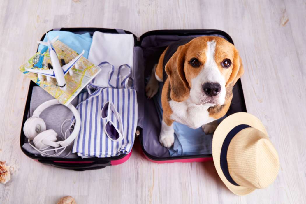 Pes, beagle, potovanje