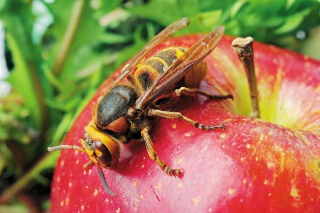 Zoprne ose in (skoraj) nedolžni sršeni