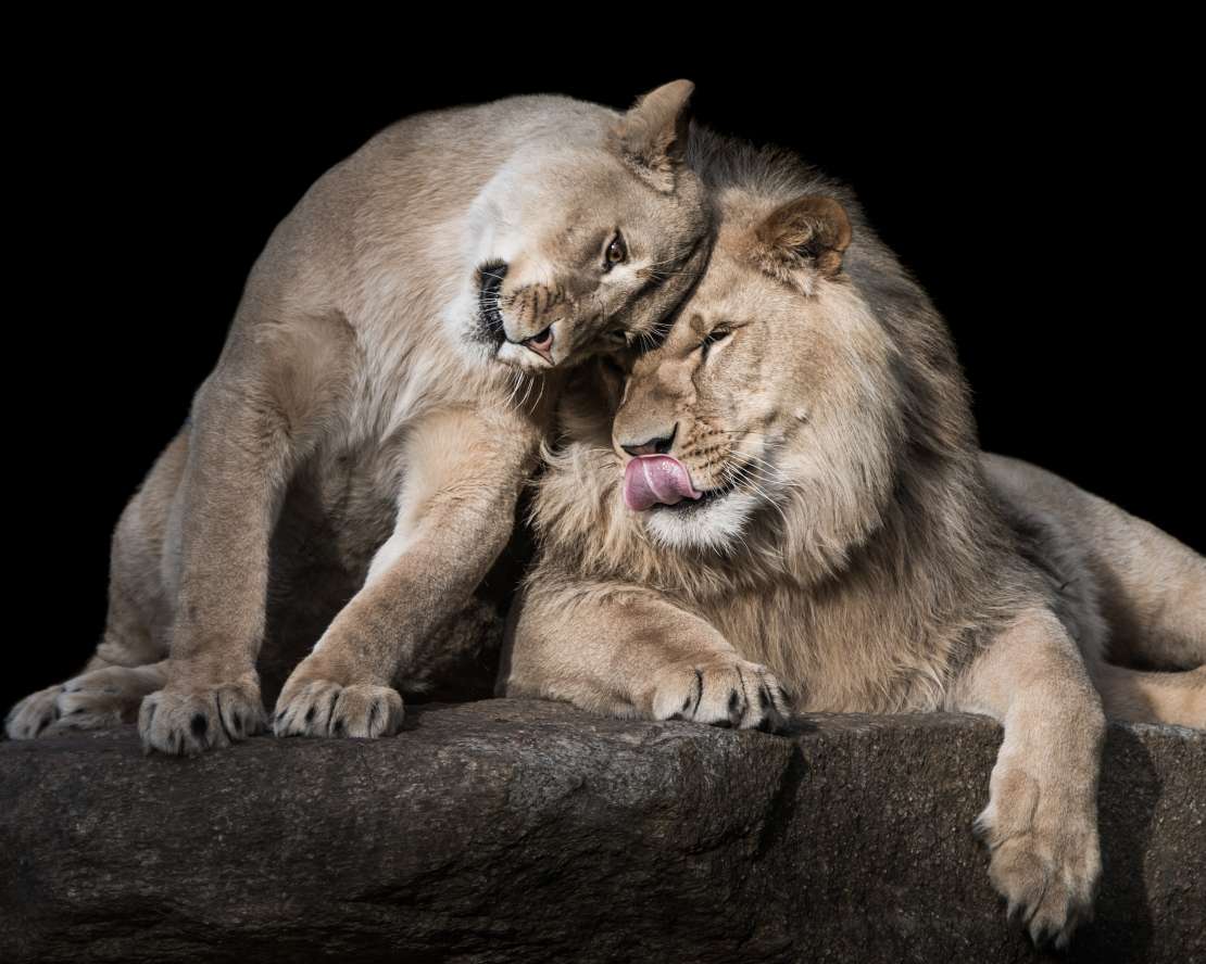 shutterstock_589047086