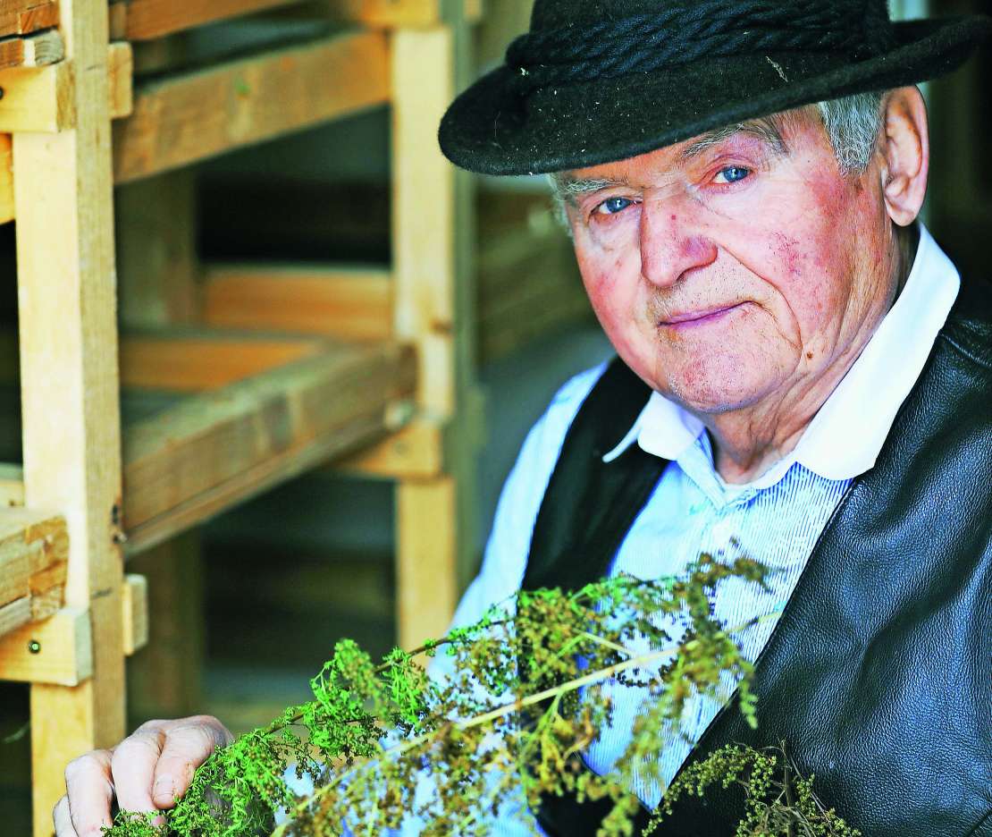 zdravljenje z zelisci majes foto MJP