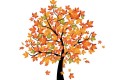 maple_fall_tree_wall_decals_single