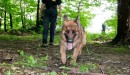 nemška policija, policijski pes