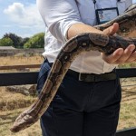 navadni udav kača  Boa constrictor