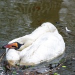 mrtev labod, ptičja gripa