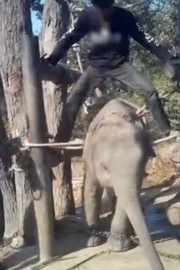Kruto ravnanje s sloni na Tajskem