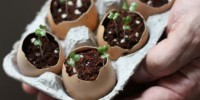 155503_176881_Eggshell_planters_seedlings