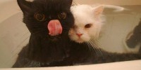 Foto: Pinterest
