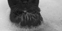 Foto: Pinterest