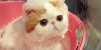 Foto: Pinterest