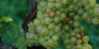 trgatev-v-vzorčnem-vinogradu