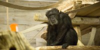 Šimpanz Boris