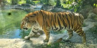 samec sibirskega tigra Bosman