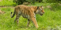 samica sibirskega tigra Vita
