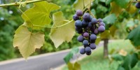 brezovški-vinogradi