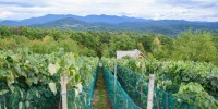 brezovški-vinogradi