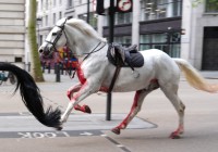 Video in foto: Kaotični prizori sredi Londona, na begu najmanj dva konja