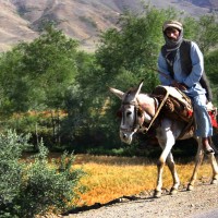 moški na oslu afganistan