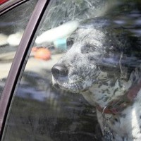 pes, avto, vročina
