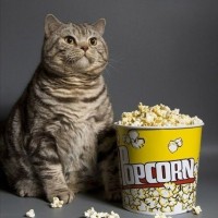 muca kino popcorn kokice pokovka maček film