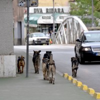 Sarajevo, potepuški psi