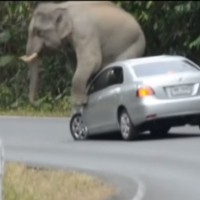 slon avtomobil