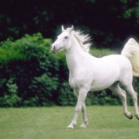 Lipiški žrebec Maestozo Monteaur
