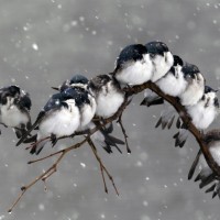 new york zima sneg vreme ptič ptiček ptički