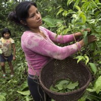 ekvador delavka nabiranje indijanci