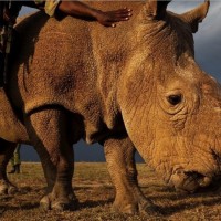 Sudan, severni beli nosorog