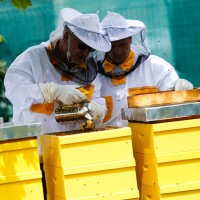 Čebelerjem so določene izjave zelo škodile