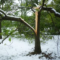 sneg, drevje5