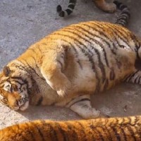 debel tiger
