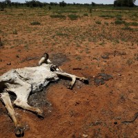 suša, Afrika, pogin živali