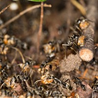 mravlje Megaponera analis napad termiti