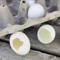 jajčne lupine 