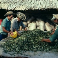 pridelava kokaina, Kolumbija, listi koke