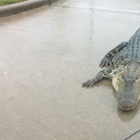 aligator teksas dvorišče