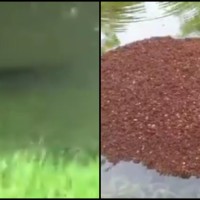 orkan harvey houston aligator mravlje