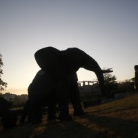 Indijski slon