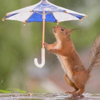 dež, veverica, padavine