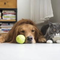 pes in mačka 1