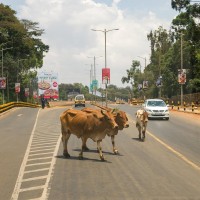 živali na cesti